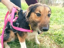 HOPE, Hund, Border Collie-Mix in Ungarn - Bild 10