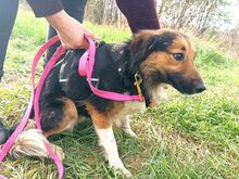 HOPE, Hund, Border Collie-Mix in Ungarn - Bild 11