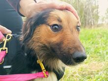 HOPE, Hund, Border Collie-Mix in Ungarn - Bild 4