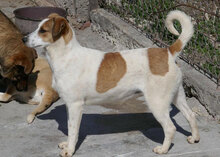 CALEA, Hund, Mischlingshund in Bulgarien - Bild 1