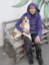 CALEA, Hund, Mischlingshund in Bulgarien - Bild 3