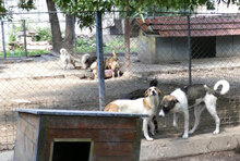 CALEA, Hund, Mischlingshund in Bulgarien - Bild 9