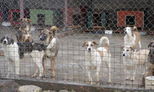 TAO, Hund, Mischlingshund in Bulgarien - Bild 12