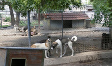 TAO, Hund, Mischlingshund in Bulgarien - Bild 3