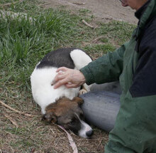 TAO, Hund, Mischlingshund in Bulgarien - Bild 7