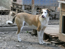 CAMPBELL, Hund, Mischlingshund in Bulgarien - Bild 1