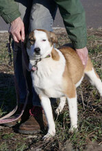 CAMPBELL, Hund, Mischlingshund in Bulgarien - Bild 10