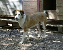 CAMPBELL, Hund, Mischlingshund in Bulgarien - Bild 2