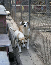 CAMPBELL, Hund, Mischlingshund in Bulgarien - Bild 3