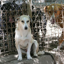 CARIS, Hund, Mischlingshund in Bulgarien - Bild 10