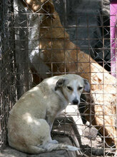 CARIS, Hund, Mischlingshund in Bulgarien - Bild 11