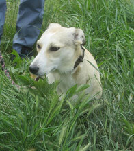 CARIS, Hund, Mischlingshund in Bulgarien - Bild 2