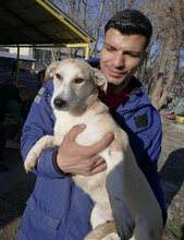 CARIS, Hund, Mischlingshund in Bulgarien - Bild 7