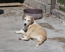 CARIS, Hund, Mischlingshund in Bulgarien - Bild 8