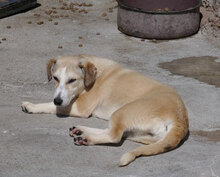 CARIS, Hund, Mischlingshund in Bulgarien - Bild 9