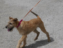 PRAYA, Hund, Irish Terrier-Mix in Bulgarien - Bild 1