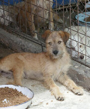 PRAYA, Hund, Irish Terrier-Mix in Bulgarien - Bild 10