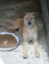 PRAYA, Hund, Irish Terrier-Mix in Bulgarien - Bild 11