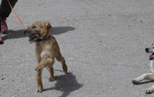 PRAYA, Hund, Irish Terrier-Mix in Bulgarien - Bild 2