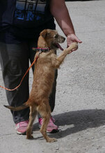 PRAYA, Hund, Irish Terrier-Mix in Bulgarien - Bild 3