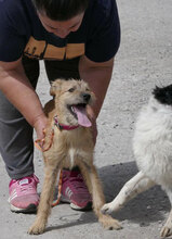 PRAYA, Hund, Irish Terrier-Mix in Bulgarien - Bild 4