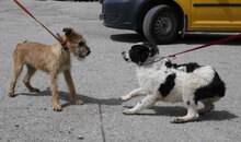 PRAYA, Hund, Irish Terrier-Mix in Bulgarien - Bild 5