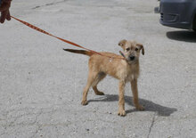 PRAYA, Hund, Irish Terrier-Mix in Bulgarien - Bild 6