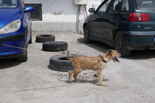 PRAYA, Hund, Irish Terrier-Mix in Bulgarien - Bild 7