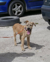 PRAYA, Hund, Irish Terrier-Mix in Bulgarien - Bild 8