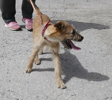 PRAYA, Hund, Irish Terrier-Mix in Bulgarien - Bild 9