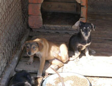 YAYA, Hund, Dackel-Mix in Bulgarien - Bild 10