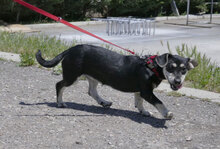 YAYA, Hund, Dackel-Mix in Bulgarien - Bild 8