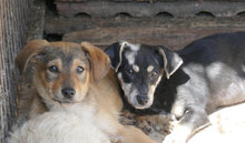 YAYA, Hund, Dackel-Mix in Bulgarien - Bild 9