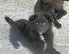 AZZURRA, Hund, Mischlingshund in Bulgarien - Bild 10