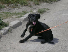 AZZURRA, Hund, Mischlingshund in Bulgarien - Bild 2