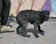 AZZURRA, Hund, Mischlingshund in Bulgarien - Bild 3