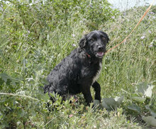 AZZURRA, Hund, Mischlingshund in Bulgarien - Bild 9