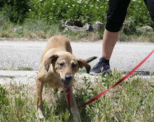 MAYBRIT, Hund, Mischlingshund in Bulgarien - Bild 10