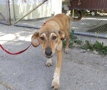 MAYBRIT, Hund, Mischlingshund in Bulgarien - Bild 2