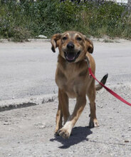 MAYBRIT, Hund, Mischlingshund in Bulgarien - Bild 3