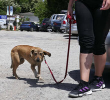 MAYBRIT, Hund, Mischlingshund in Bulgarien - Bild 7