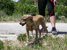 MAYBRIT, Hund, Mischlingshund in Bulgarien - Bild 9