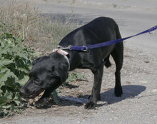 NATILI, Hund, Mischlingshund in Wismar - Bild 18