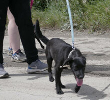 NATILI, Hund, Mischlingshund in Wismar - Bild 4