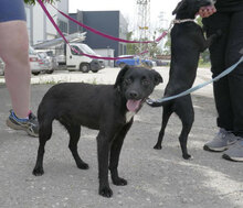 NATILI, Hund, Mischlingshund in Wismar - Bild 8