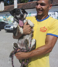 TERRENCE, Hund, Mischlingshund in Bulgarien - Bild 12