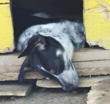 TERRENCE, Hund, Mischlingshund in Bulgarien - Bild 13