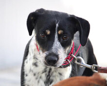 TERRENCE, Hund, Mischlingshund in Bulgarien - Bild 3