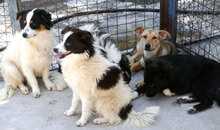 ZALO, Hund, Mischlingshund in Bulgarien - Bild 10