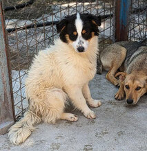 ZALO, Hund, Mischlingshund in Bulgarien - Bild 11